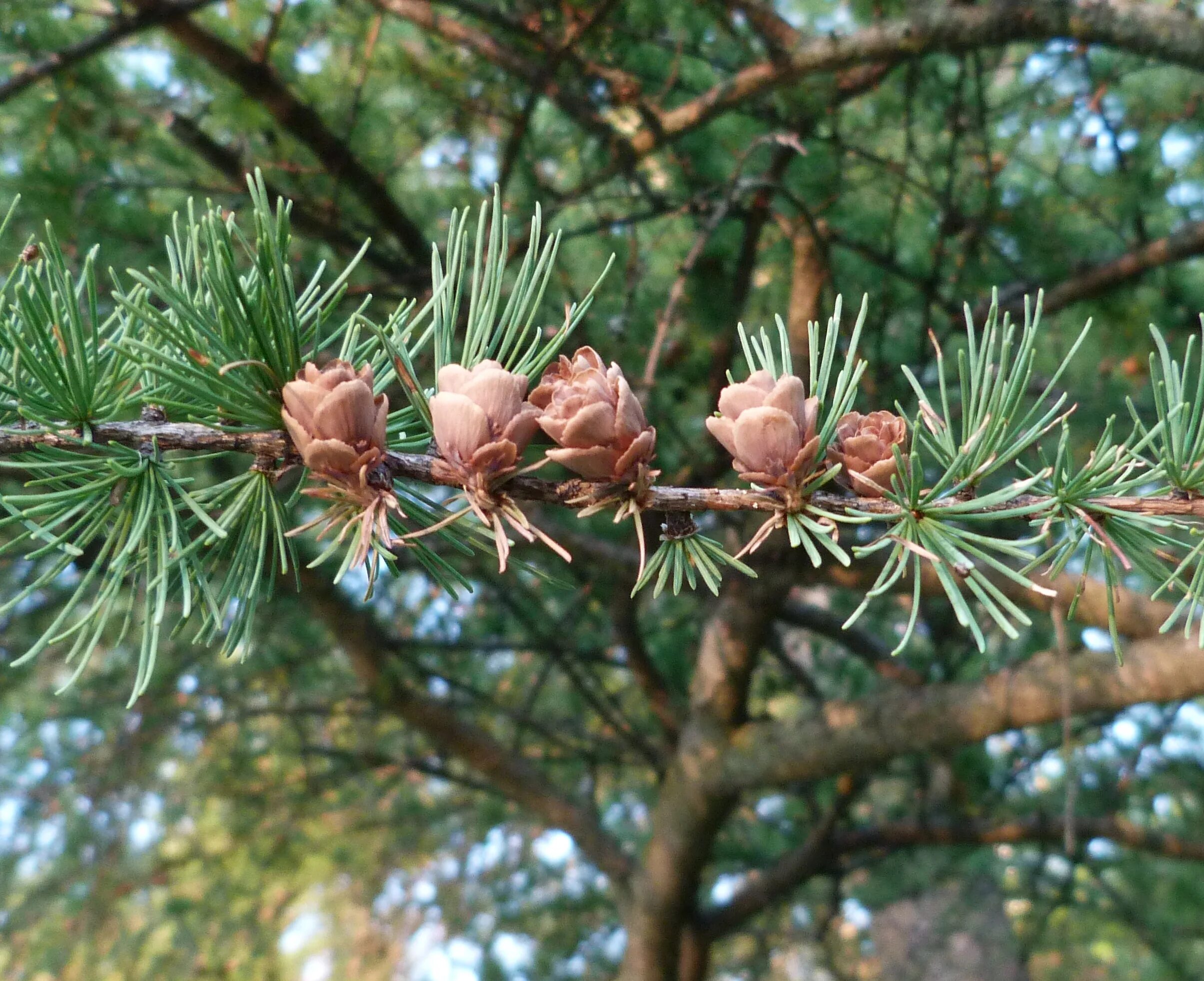 Лиственница комарова. Лиственница Ларицина. Лиственница Сибирская Larix sibirica. Лиственница американская Larix laricina. Лиственница Сукачева (Larix sukaczewii).