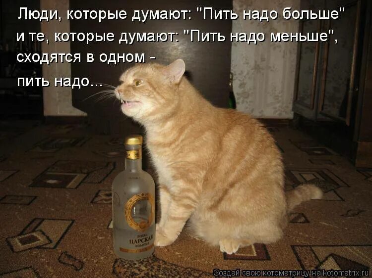 Ни хочешь ни надо. Надо выпить. Пить надо меньше пить надо больше пить надо. Надо напиться. Кот и человек напиваются.