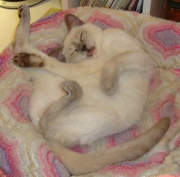 Почему кот ложится на спину. Коты спят на спине. кот спит на спине. спящие коты на спине. котик спит на спине.