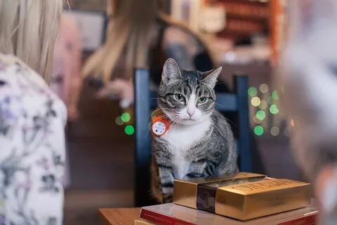 Котокафе