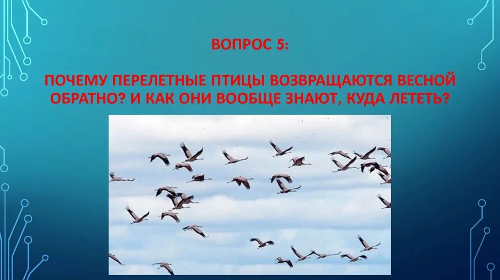 Весной возвращаются из теплых стран. Перелетные птицы. Перелетные птицы возвращаются. Перелетные птицы возвращаются весной. Птицы возвращаются весной.