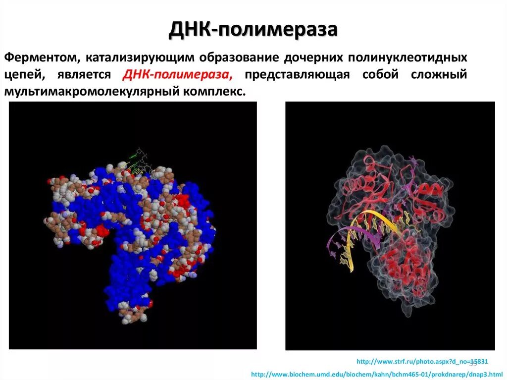 Генетика слюна. ДНК зависимая ДНК полимераза фермент функции. ДНК полимераза 3 функции. Строение ДНК полимеразы. Пол ДНК.