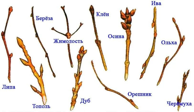 Почка определение 6 класс