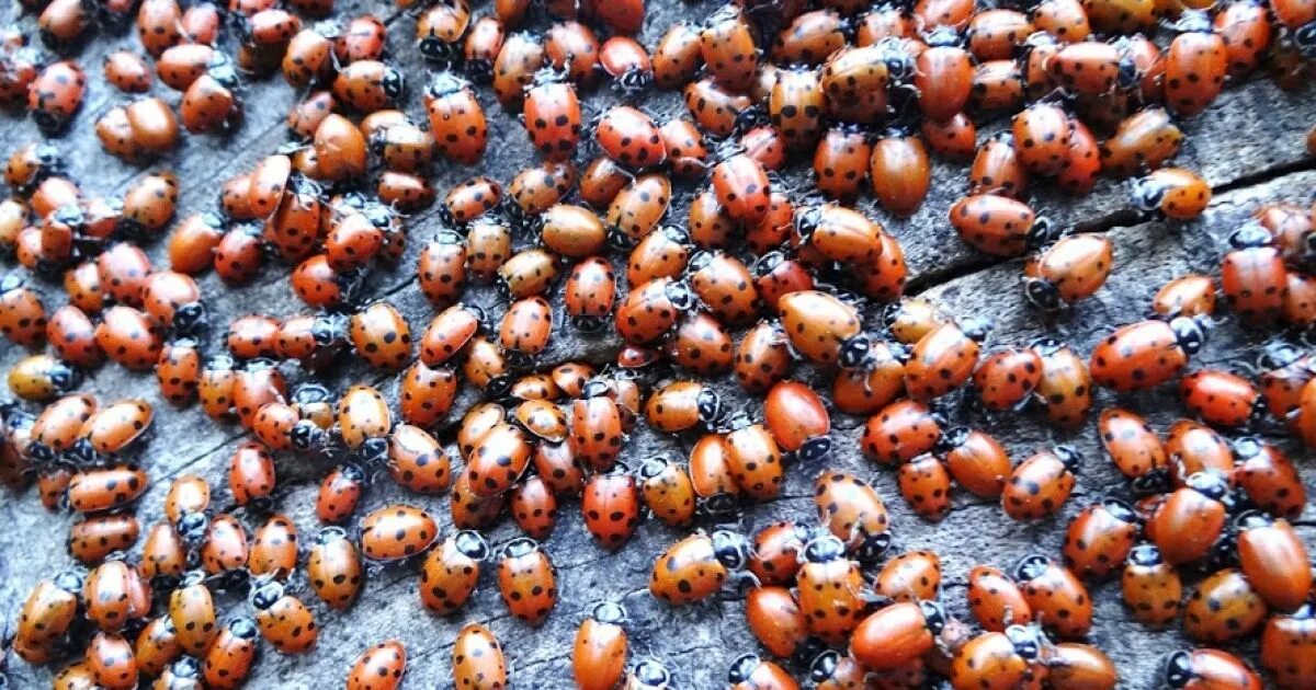 Божьи коровки. Почему много божьих коровок осенью. Нашествие бож божьих коровок 2021. Почему много божьих коровок осенью. Скопление божьих коровок.