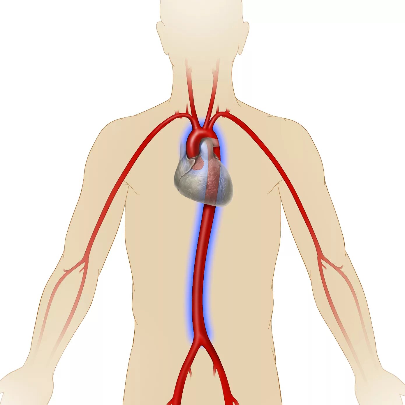 Аорта сосуды артерии. Расположение аорты у человека. Аорта месторасположение. Самая Главная артерия у человека.