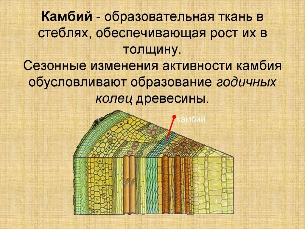 Покровная ткань кожица проводящая ткань впр. Ткани ткани растений камбий. Строение камбий стебля ткань. Образовательная ткань камбий строение. Ткани биология камбий у растений.