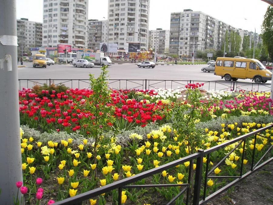 Клумба Новороссийск. Цветники Новороссийска. Тюльпаны на клумбах города. Новороссийск , цветники города.