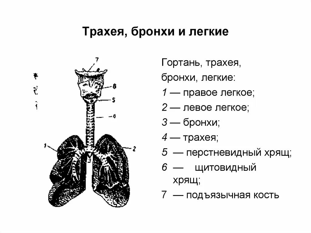 Структуры трахеи и бронхов
