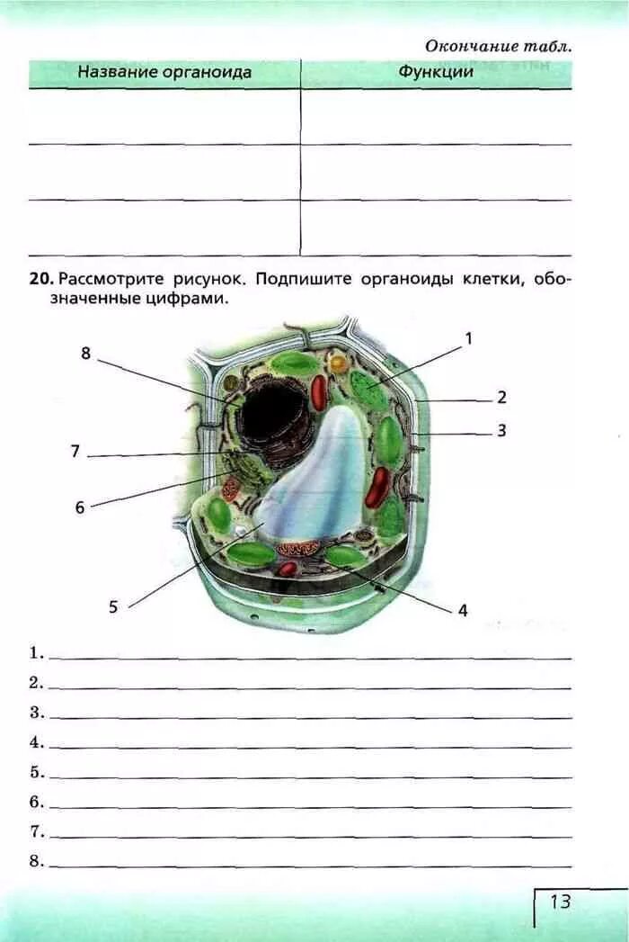 Подпишите органоиды животной и растительной клетки. Рисунок клетки с подписанными органоидами. Подпишите названия органоидов растительной клетки. Растительная клетка с подписанными органоидами. Органоиды растительной клетки впр