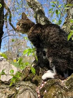 17 котиков