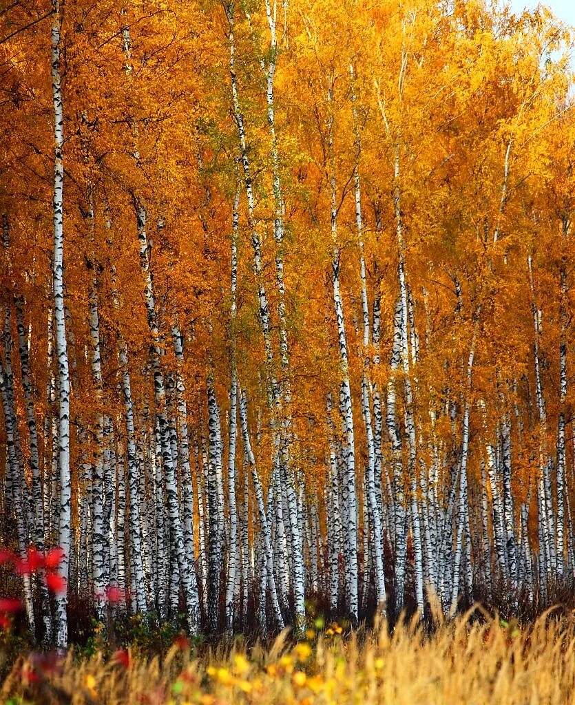 золотой дождь золотая роща. осень березы. птицы улетают осенью. осенний лес. березова роща золотая осень.