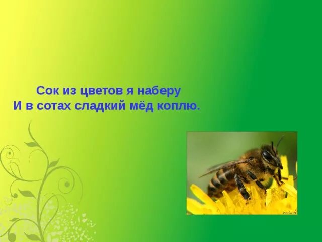 Животные луга 2 класс окружающий мир. Сок из цветов я наберу и в сотах сладкий мед скоплю. Окружающий мир 2 класс животные леса и Луга. Сок из цветов я наберу и в сотах сладкий мед скоплю ответ. Сладкий мед.