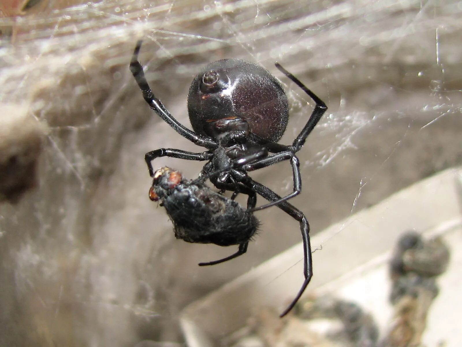 Каракурт паук. Каракурт (Latrodectus tredecimguttatus). Каракурт Крымский. Паук Каракурт черный.