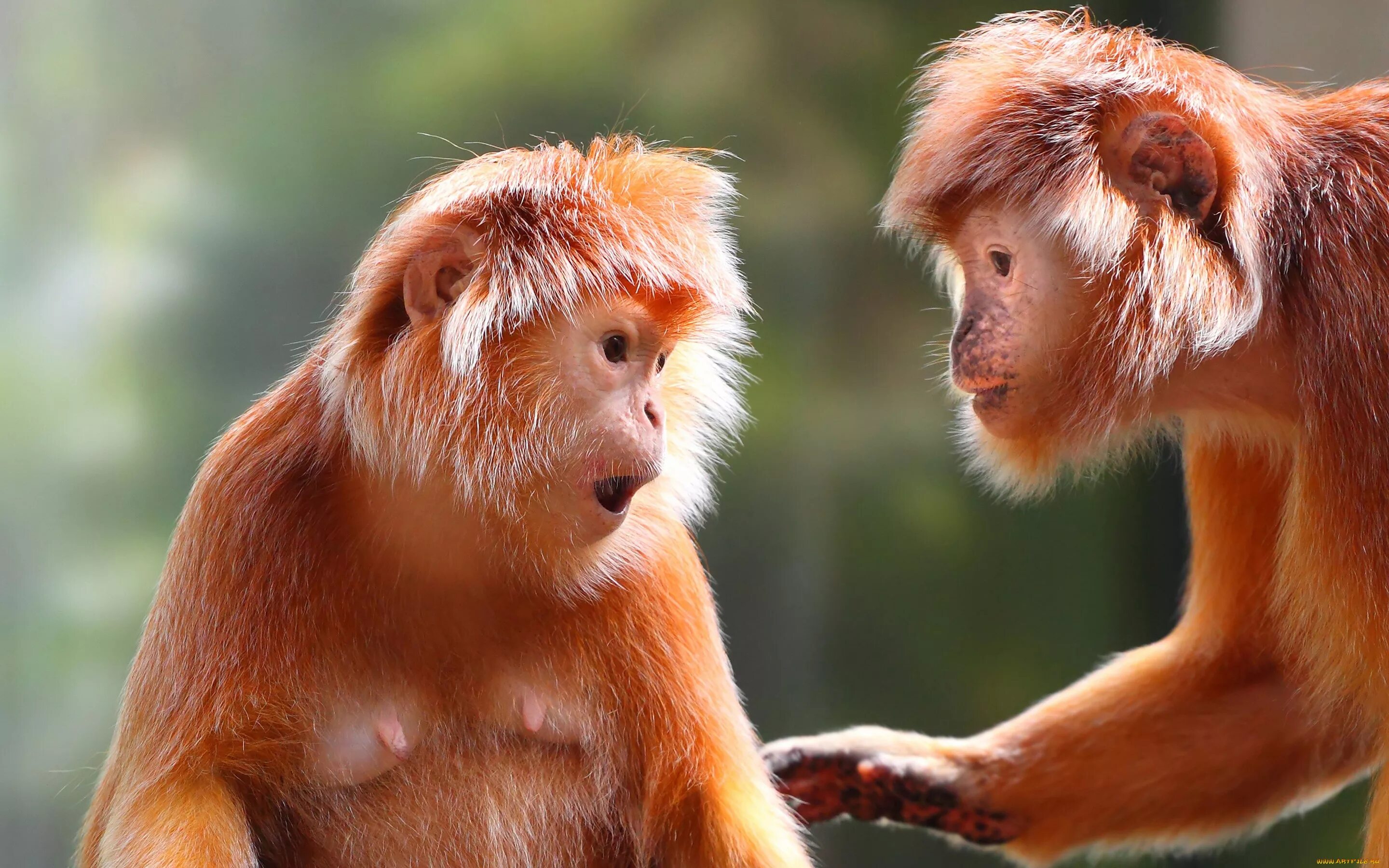 Animal communication. Обезьяна. Разные обезьяны. 2 Обезьяны. Симпатичная обезьяна.