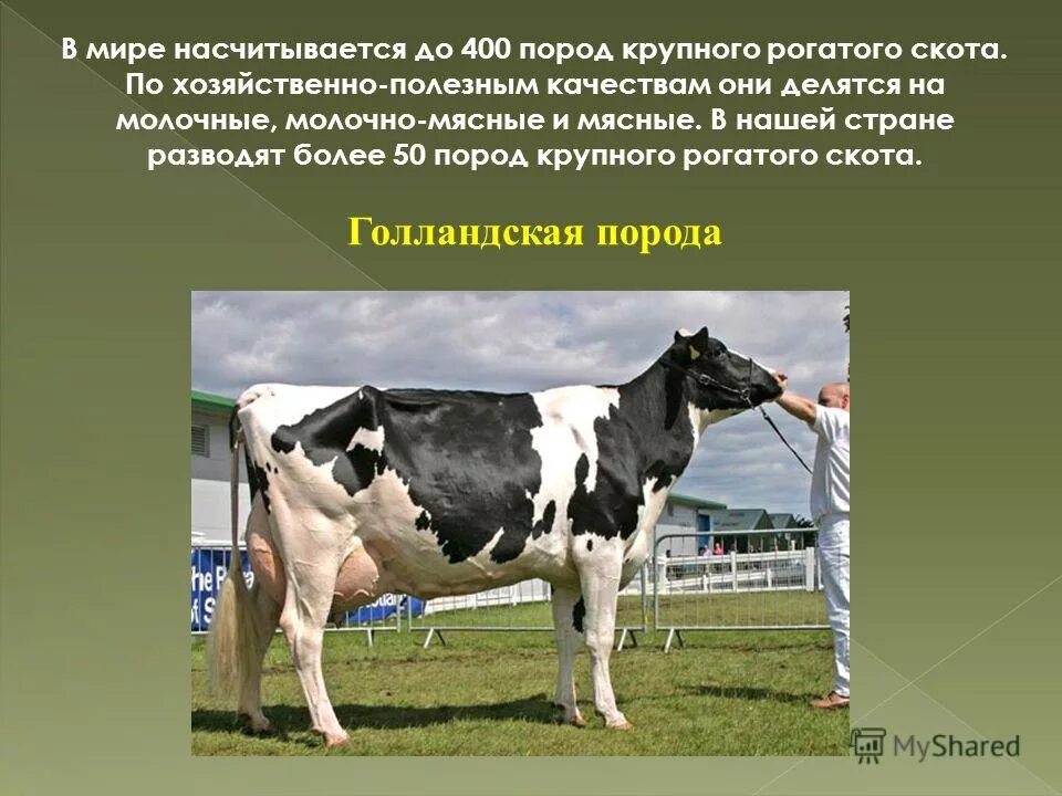 Можно ли считать крупный рогатый скот промежуточным. Холмогорская молочная порода коров. Холмогорская порода крупного рогатого скота. Корова для презентации. Разведение крупного рогатого скота породы.