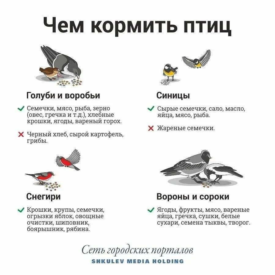 Какие зерна голубям