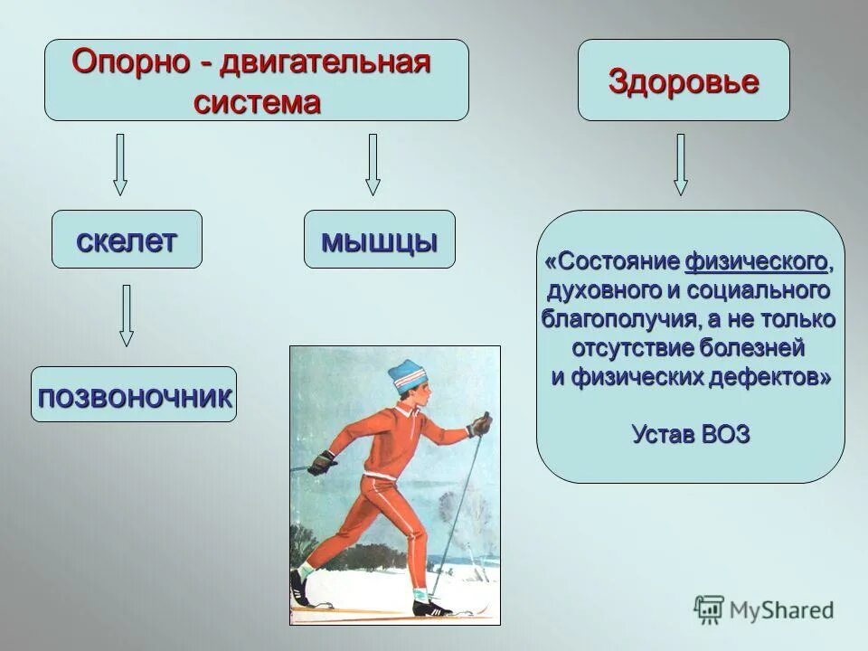 опорно двигательная система мышцы строение и функции. значение опорно-двигательной системы человека. значение двигательной активности. недостаток двигательной активности. стадии развития скелета человека.
