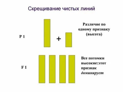 Скрещивание разных линий растений