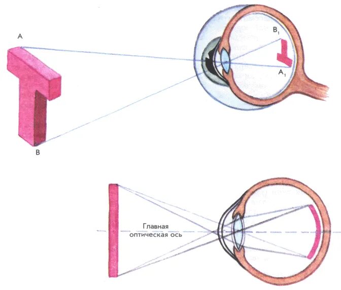 Перевернутое изображение на сетчатке глаза. Схема формирования изображения на сетчатке глаза. На сетчатке формируется изображение. Построение изображения на сетчатке.
