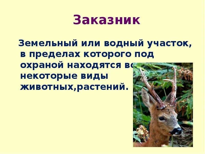 Презентация урока 3 класс охрана животных. Охрана животных презентация. доклад на тему охрана животных. презентация на тему охрана животных. охрана животного мира презентация.