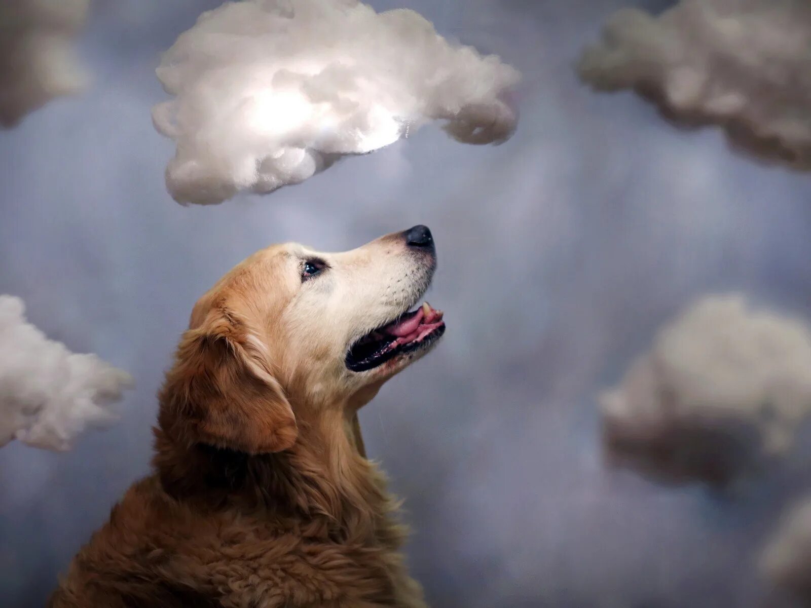 Собака облако. Душа собаки. Небесная собака.