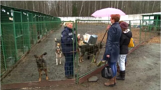 Где находится питомник собак. Собачий приют в Московской области Пушкинский район. Приют Бирюлево муниципальный. Солнцевский собачий приют. Питомник приют для собак.