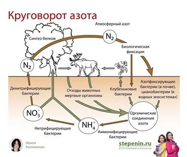 Круговорот азота в природе схема