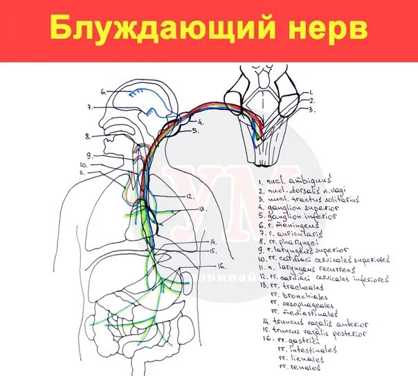 Иннервация блуждающего нерва. Схема блуждающего нерва анатомия. Блуждающий нерв анатомия схема. Блуждающий нерв схема строения. Блуждающий нерв анатомия строение.