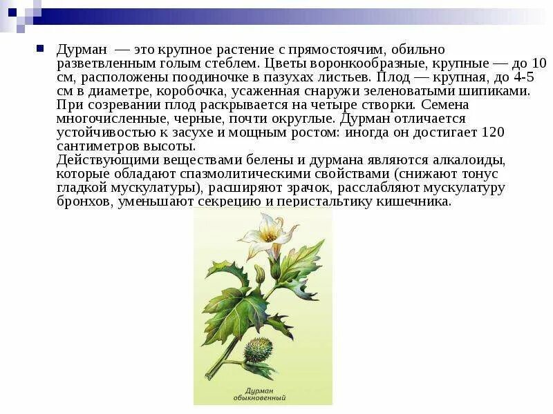 Дурман читать. Дурман обыкновенный растение. характеристики растения дурман обыкновенный. дурман ядовитое растение. дурман растение краткая характеристика.