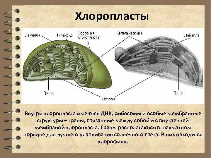 Где находятся хлоропласты. Внутреннее строение хлоропласта. Граны хлоропластов. Строение хлоропласта рибосомы. Рибосомы хлоропластнве.