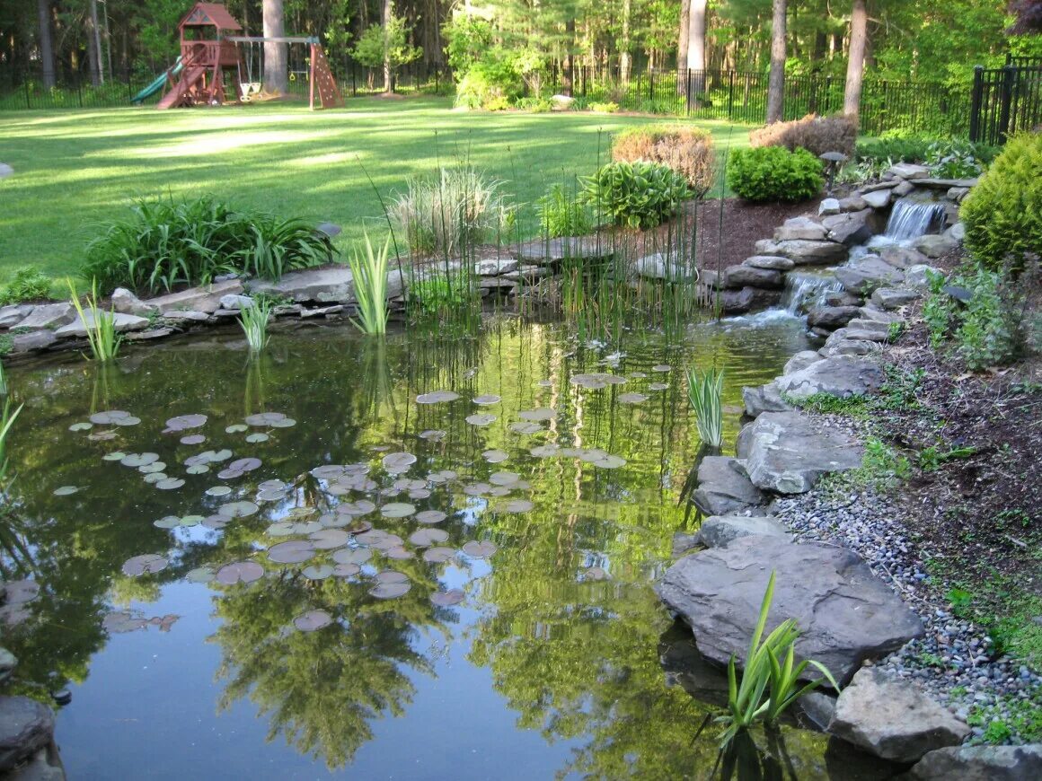 Пресные водоемы. Нимфеи-прудовые. Водоем имеет. Тихая заводь пруда. Водоем имеет.