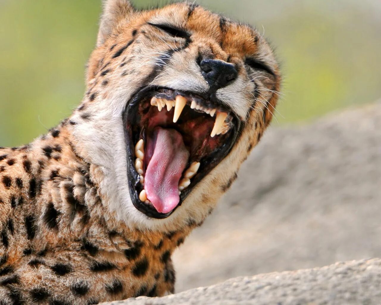 Африканская саванна гиены. Пума место обитания. Хищные млекопитающие. Хищники в дикой природе. Пятнистая гиена в африке.