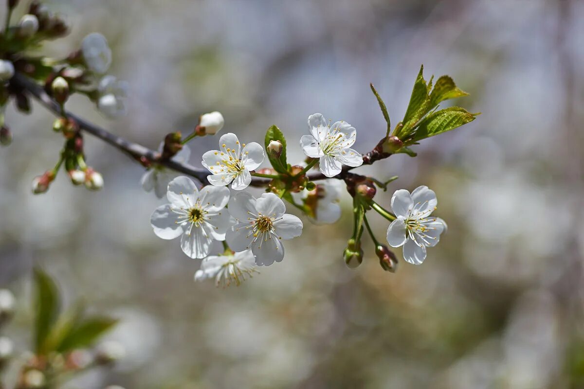 Вишня цветёт после щзимы. Цветущая вишня 86. Вишня расцветает после зимы. Вишня цветет после весны читать. Зацвели саратовские вишни.