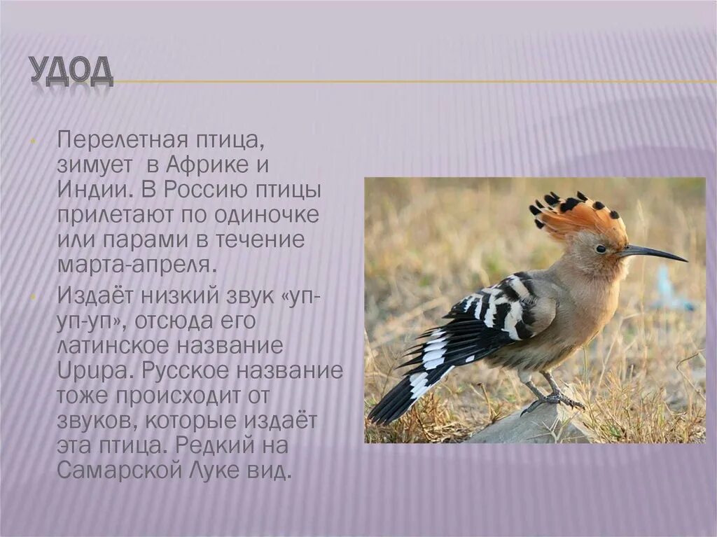 Удод описание