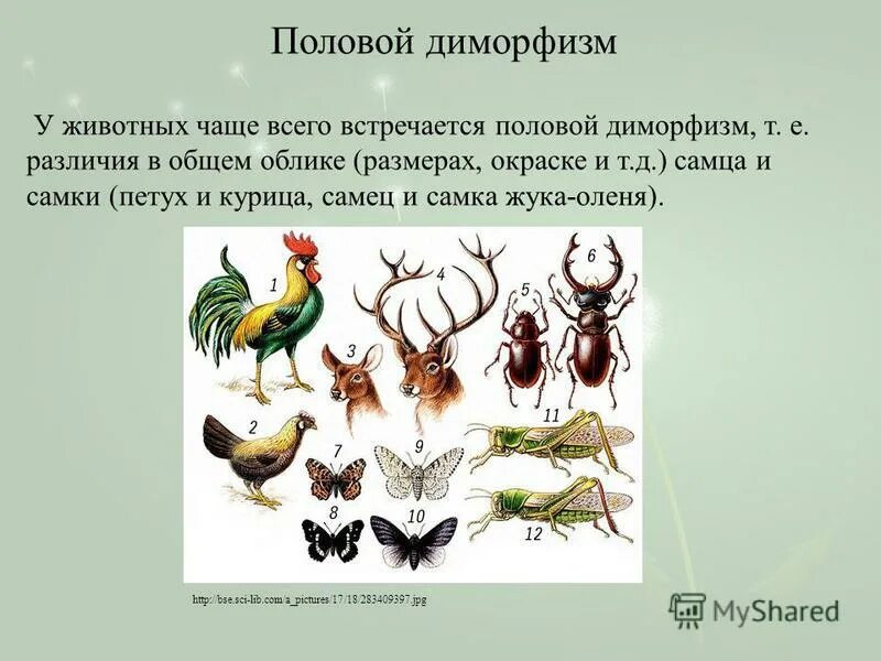 Половой диморфизм у млекопитающих и человека. Половой отбор и половой диморфизм. Половой диморфизм это в биологии. Диморфизм. Рыбы с ярко выраженным половым диморфизмом.