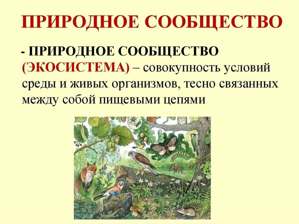 Тест по теме экосистема. Природные сообщества. Природные сообщества биология. Разнообразие природных сообществ. Природные сообщества 5 класс биология.