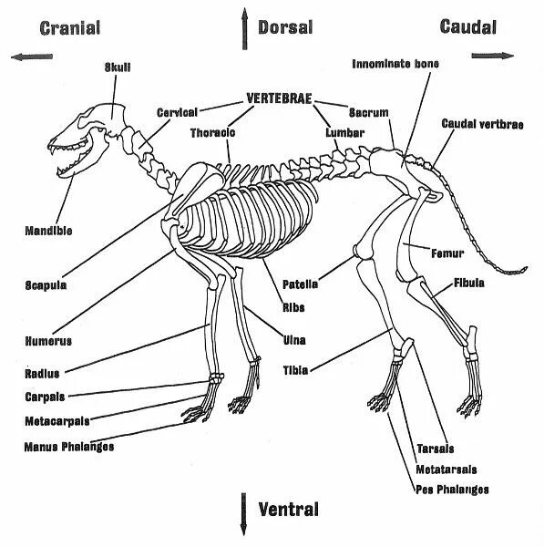 Скелет собаки. Отделы скелета собаки. Анатомия собаки. Скелет собаки питбуль. Bones osu
