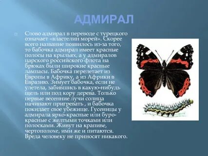 Бабочка адмирал где обитает