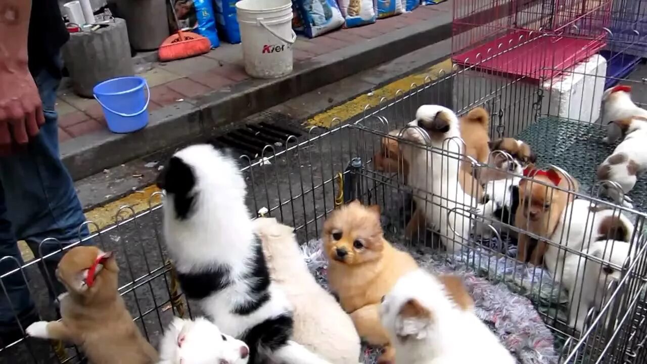 Animal купить в москве. Птичий рынок Волгоград Краснооктябрьский. Полюстровский птичий рынок. Кондратьевский птичий рынок в Санкт-Петербурге. Птичий рынок в Санкт-Петербурге собаки.