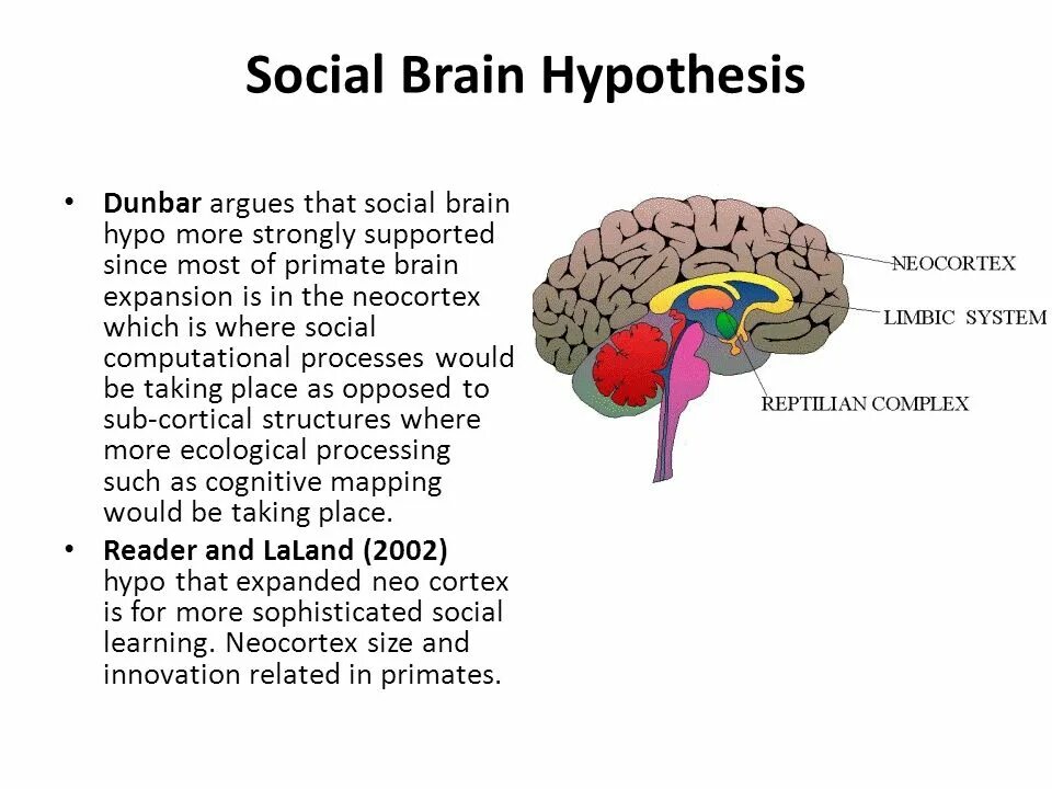 Brain по русски. What is Brain. Facts about the Human Brain. Interesting facts about Brain. Human Brain interesting facts.