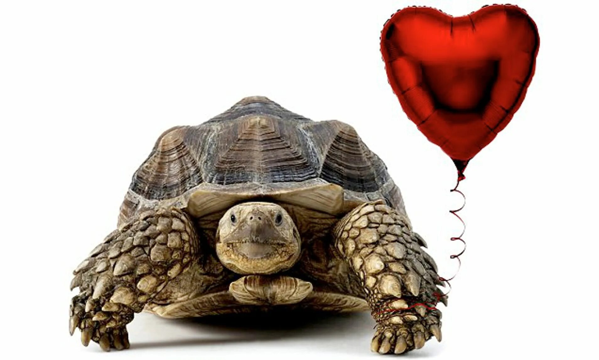 Сердце черепахи поделено на два. Черепаха с сердечком. Сердце у сухопутной черепахи. Влюбленная черепашка.