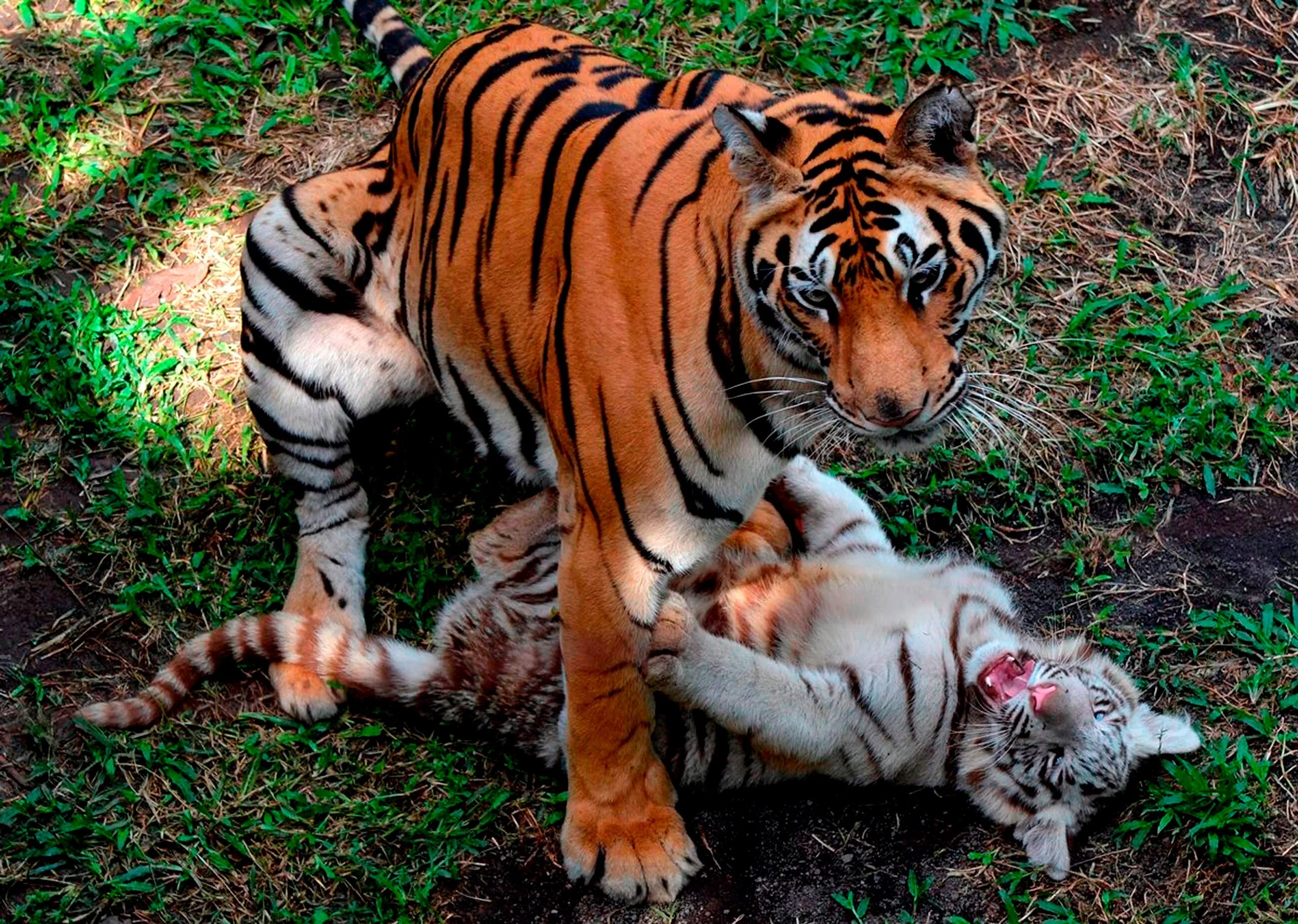 Красивые открытки с тигренком. Скучающий тигренок. Любимый мой тигренок люблю тебя. Мой любимый тигрёнок книга. Тигрица.