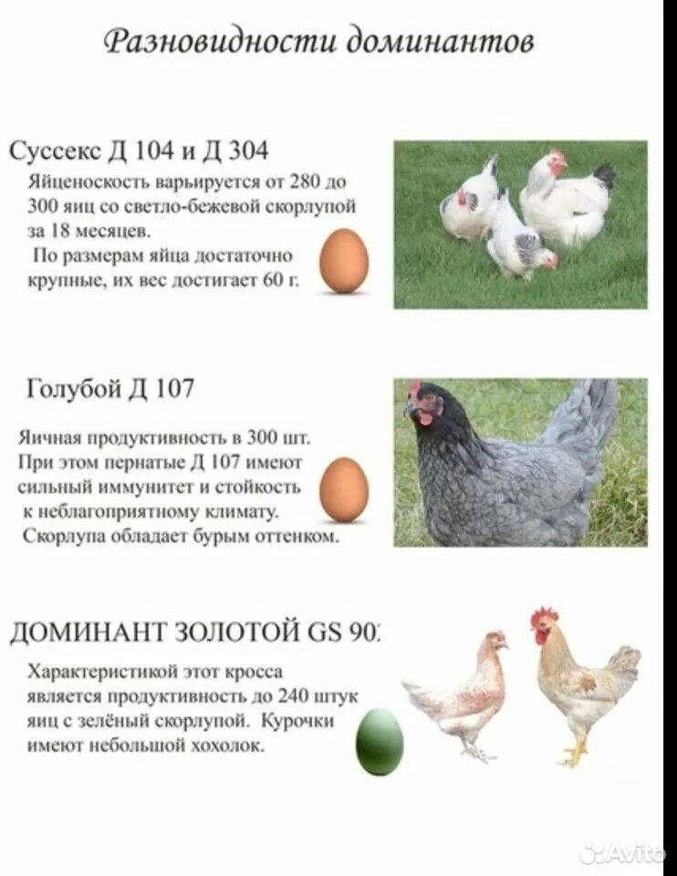 Цыплята доминант описание