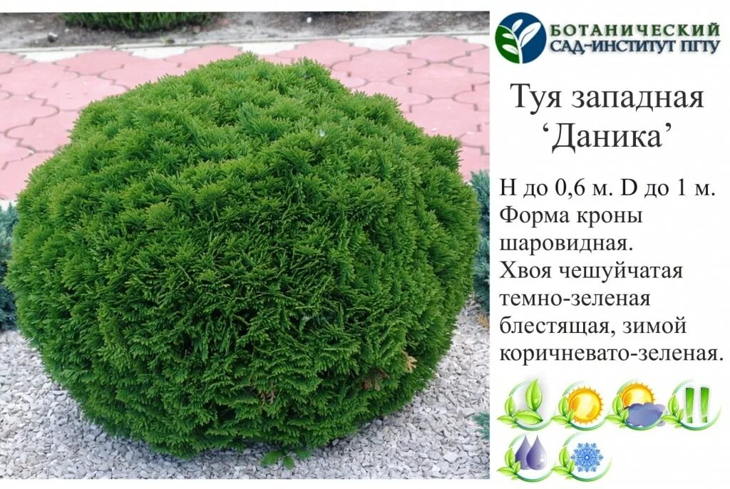 Туя западная даника. Растение даника хвойное. Даника описание и фото. Туя шарообразная даника. Туя западная шаровидная даника.