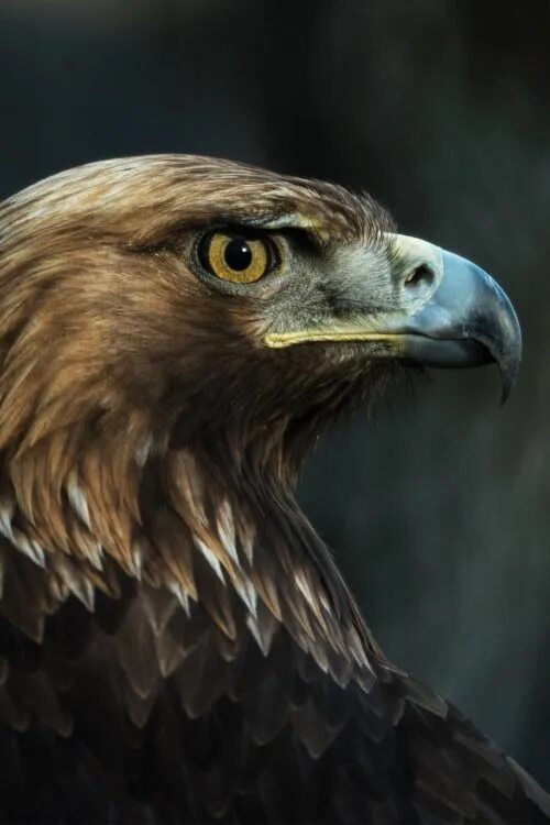 LA VIE D’UN AIGLE: UNE LECON D’EXCELLENCE.. Pygargues à tête blanche, Animaux et