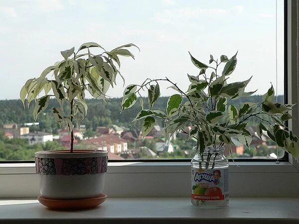 Фикус бенджамина твайлайт. Фикус де гантель описание. Фикус де гантель описание. Фикус бенджамина де гантель белый. Фикус бенджамина твилайт.