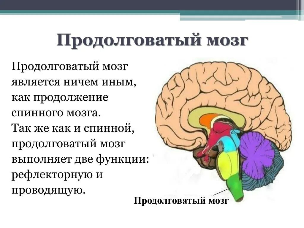 Каковы функции продолговатого. Продолговатый мозг анатомия функции. Продолговатый мозг анатомия строение. Функции продолговатого отдела головного мозга. Отделы мозга продолговатый мозг.