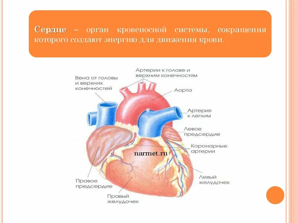 ПМП острой сердечной недостаточности. Острая сердечная недостаточность и инсульт. Оказание первой помощи при сердечной недостаточности и инсульте. Алгоритм ПМП при острой сердечной недостаточности. Обж острая сердечная недостаточность