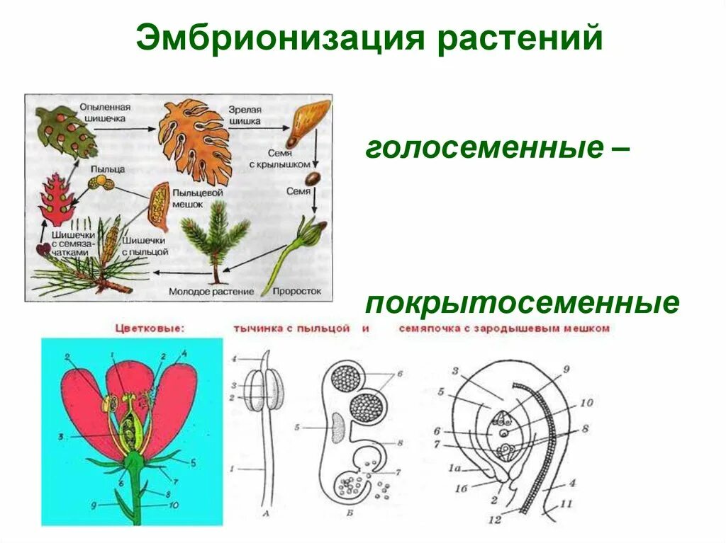 Макроэволюция растений. Цветковые и Голосеменные растения. Онтогенез покрытосеменных. Эволюция цветковых растений.