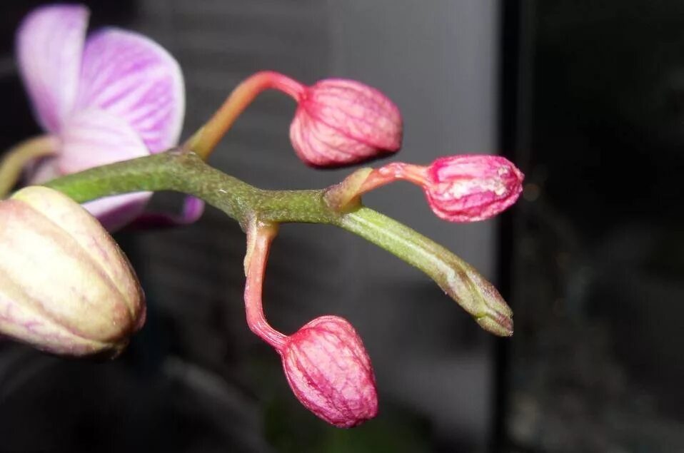 Скинь цветок. Бутоны орхидеи фаленопсис. Фаленопсис повяли цветы. Орхидея НЕРАСКРЫВШИЕСЯ бутоны. Фаленопсис венозный розовый.
